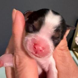 Tri boy - Tri-color male Cavalier King Charles Spaniel puppy in Queen Creek, Arizona from Andresen's Cavaliers