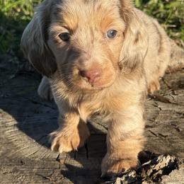 Dachshund Puppies from Red Dirt Doxies