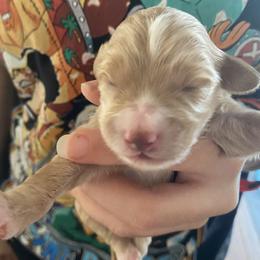 Daphney - Red  female Goldendoodle puppy in Cumberland, Rhode Island from minigoldendoodlesofRI