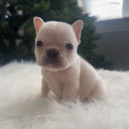 Walter white - Cream male French Bulldog puppy in Berwyn, Illinois from Pocket Frenchies