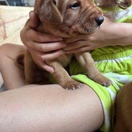(Purple) Violet - Yellow female Labrador Retriever puppy in Brantwood, Wisconsin from Ritchie Road Labradors
