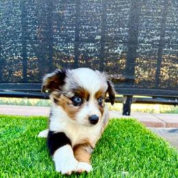 Lovey - Blue merle female Toy Australian Shepherd puppy in Menifee, California from Riders Toy Aussies