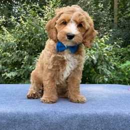 Somen - Apricot male Australian Labradoodle puppy in Lake Zurich, Illinois from Rellie  Labradoodles