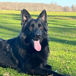 Kronos - German Shepherd