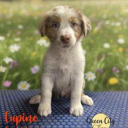 Lupine - Red merle male Australian Shepherd puppy in Falmouth, Kentucky from Queen City Farm