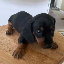 Churro - Dachshund