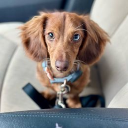 Waylon - Dachshund