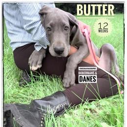 Butter - Blue female Great Dane puppy in Columbus, Ohio from Von Schaaf Haus DuPree