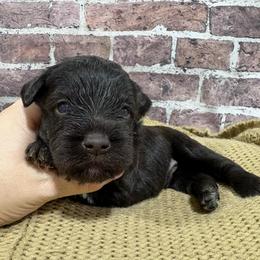 Sawyer - Liver male Miniature Schnauzer puppy in Lufkin, Texas from C&K’s Schnauzer House