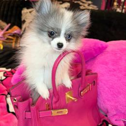 Lady - Tri-colored female Pomeranian puppy in Brooklyn, New York from Luxury Poms