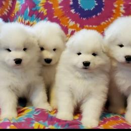 Samoyed Puppies from Limelight Samoyeds