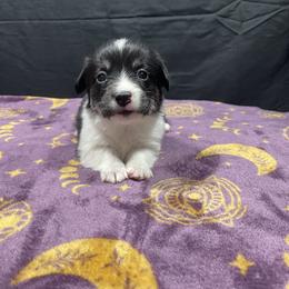 Tulip - Black and tan female Pembroke Welsh Corgi puppy in Barstow, California from Caldwell’s Corgis of Southern California