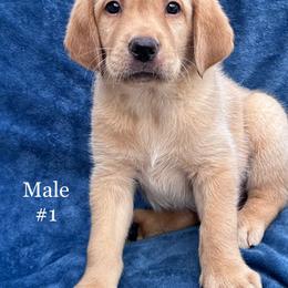 First born - Yellow male Labrador Retriever puppy in Antwerp, Ohio from Clark’s Loyal Labradors