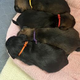 Border Terrier and Jack Russell Terrier Puppies from Cedar Run Border terriers
