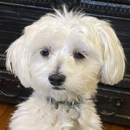Minnie  - Maltese