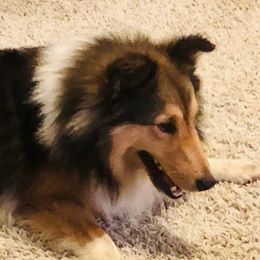 Tarrant - Shetland Sheepdog