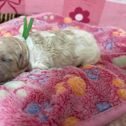 Honey - Parti female Poodle puppy in Conway, Arkansas from Arkansas River Poodles