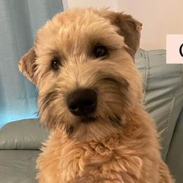 Bernedoodles, Cavapoos, Poodles, and Soft Coated Wheaten Terriers from Island Poodles & Wheatens