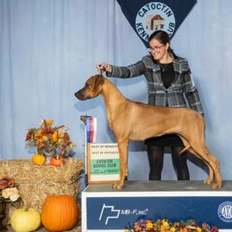 Rhodesian Ridgeback Puppies from Supernova Ridgebacks