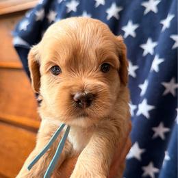Revere - Buff and white male Cockapoo puppy in Alexandria, Alabama from Bright and Beautiful Cockapoos and Doodles