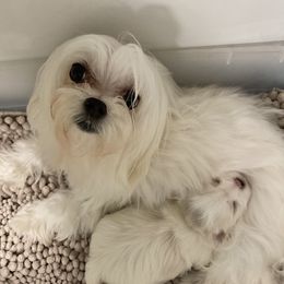 Maltese from Kristy Humphries