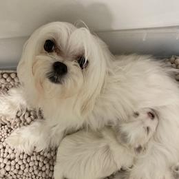 Maltese from Kristy Humphries
