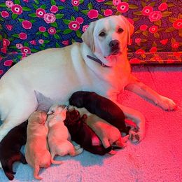 Labrador Retriever Puppies from Green Wave Labradors