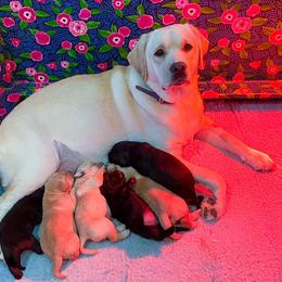 Labrador Retriever Puppies from Green Wave Labradors