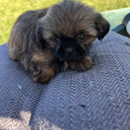 Pup 2 - Tricolor male Shih Tzu puppy in Clifton Springs, New York from Whispering Winds Charmed Hollow
