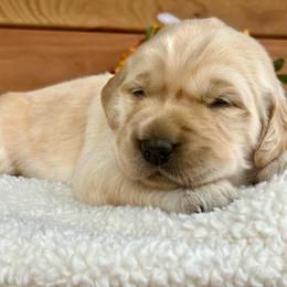 Blaze - Golden male Golden Retriever puppy in Doniphan, Missouri from Stockford’s Golden Retrievers