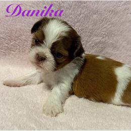 Danica - Liver and white female Shih Tzu puppy in Hemet, California from Aloha Shih Tzu