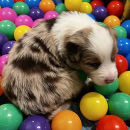 Maple (Challah) - Red merle female Australian Shepherd puppy in Bennett, Colorado from Alolan Angel Aussies