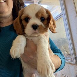Mr Bingley AKC - Blenheim male Cavalier King Charles Spaniel puppy in Placerville, California from Quartz Mountain Doodles