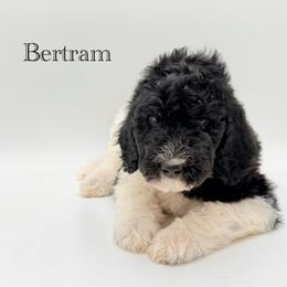 Bertram - Parti male Goldendoodle puppy in Milford, Pennsylvania from Doodles Are Golden