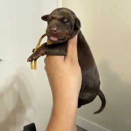 Charlie - Red and rust female Doberman Pinscher puppy in Newberg, Oregon from De Mata Dobermann Kennel