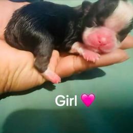 Ruby - Black and white female Shih Tzu puppy in Detroit, Michigan from Friends4everkennel LLC