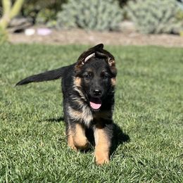 German Shepherd Puppies from Jacqueline Aguilera's German Shepherds