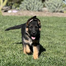 German Shepherd Puppies from Jacqueline Aguilera's German Shepherds