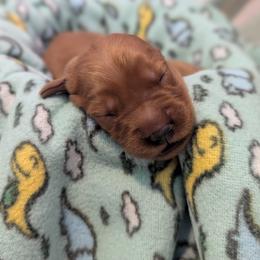 Torchic - Dark golden female Golden Retriever puppy in Minneapolis, Minnesota from Firestorm Goldens