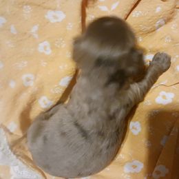 Boy 3 - Brown and tan Cocker Spaniel puppy in Rolla, Missouri from Wethys Cocker Spaniels