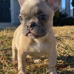 Cane Corso, English Bulldog, and French Bulldog Puppies from Alchemy Guardian Kennel