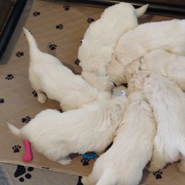Golden Retriever Puppies from White Valley Goldens