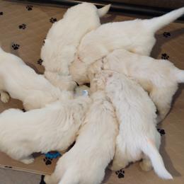 Golden Retriever Puppies from White Valley Goldens
