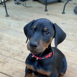 Doberman Pinscher Puppies from Bhon Mhuir Dobermanns