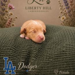 Dodger - Caramel female Australian Labradoodle puppy in Denton, Texas from Liberty Hill Labradoodles