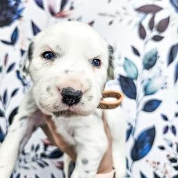 Persephone - White and black female Dalmatian puppy in Gray, Georgia from Fuller Spots