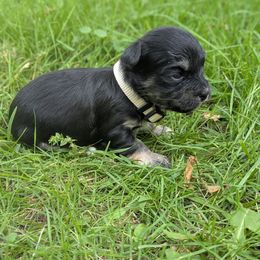 Arlo - Black male Havanese puppy in Zanesville, Ohio from Charlotte Landry