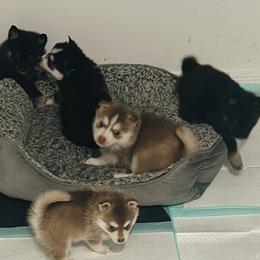 Pomsky puppies from Pomsky Hills