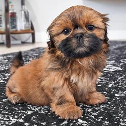 JILL - Red female Shih Tzu puppy in Las Vegas, Nevada from Beirin Breige Shih Tzus