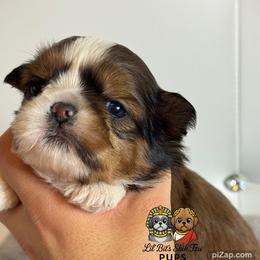 Nick - Tricolor male Shih Tzu puppy in Walkertown, North Carolina from Lil’ Bit’s Shih Tzu